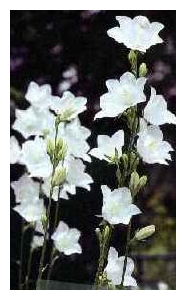 CAMPANULA percisifolia 'Alba'